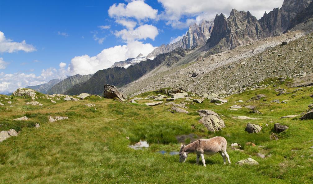 santirf - Istock - Âne sur le massif du mont Blanc sur le Plan de l''Aiguille;France - Le tour du Mont Blanc avec un âne (Sud) alpes-italiennes-tour-du-mont-blanc-en-famille