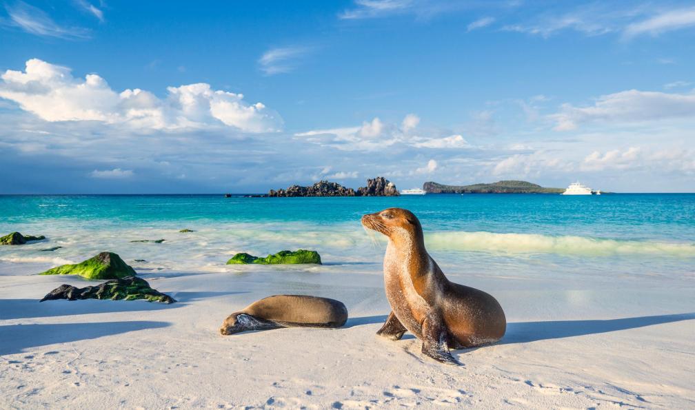 guenterguni - istock - Lion de mer, Galapagos, Equateur - Cap sur les Galápagos galapagos-circuit-decouverte-galapagos