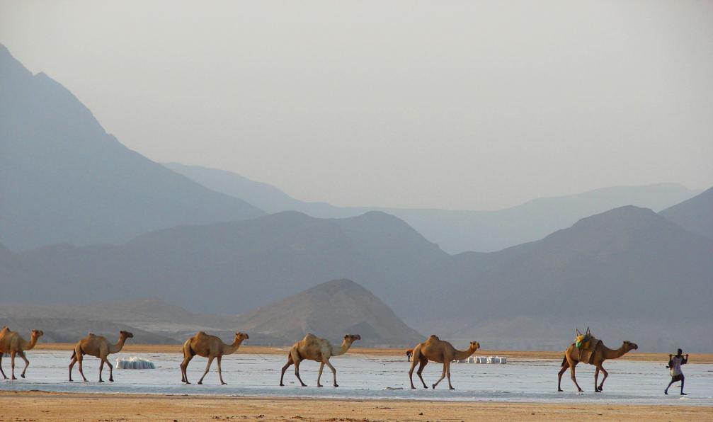 Anil_Mukundan - Istock - Caravan de dromadaire au lac salé Assal, corne de l'Afrique,Djibouti - Voyages à Djibouti Voyages à Djibouti