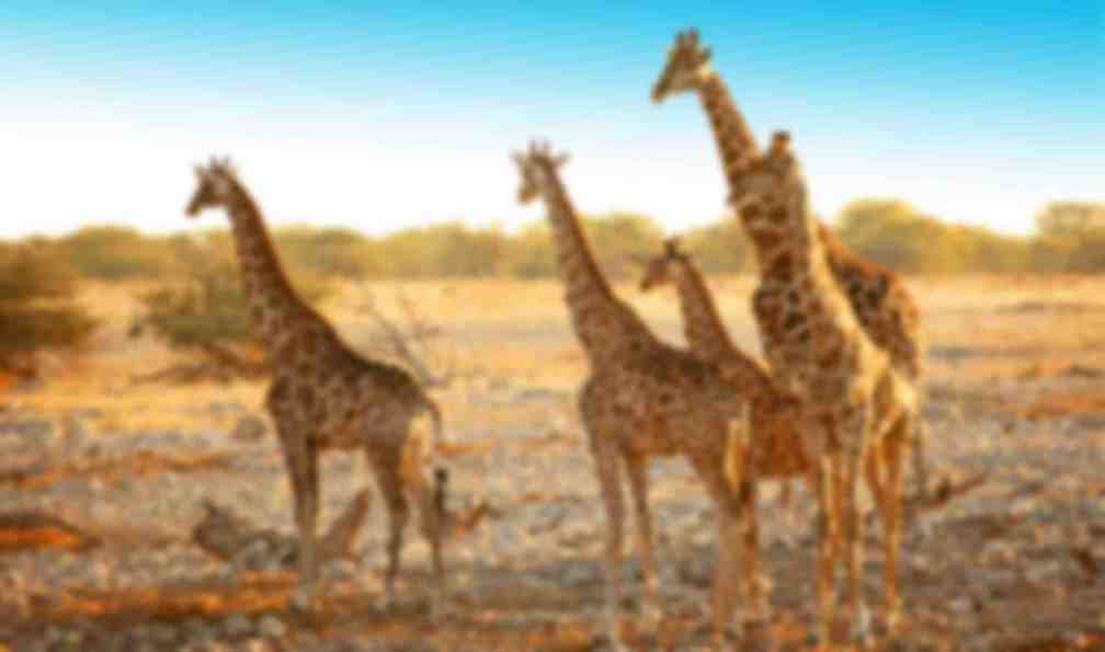 safari en namibie
