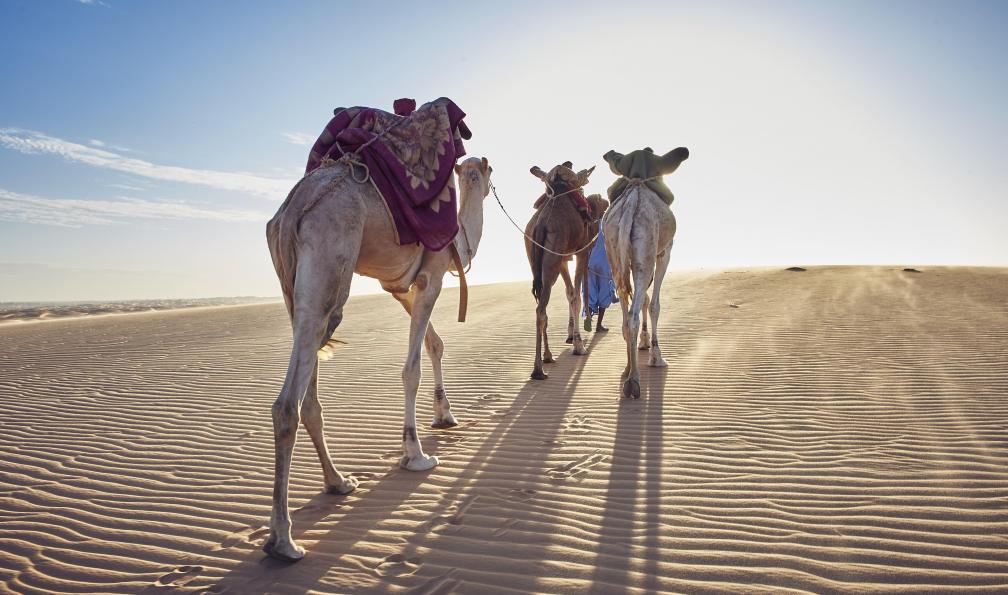 Shutterstock - Chameau dans le désert, Mauritanie. - Des dunes de l'Amatlich à la vallée blanche mauritanie-sahara-mauritanie