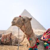 découverte felouque et pyramides