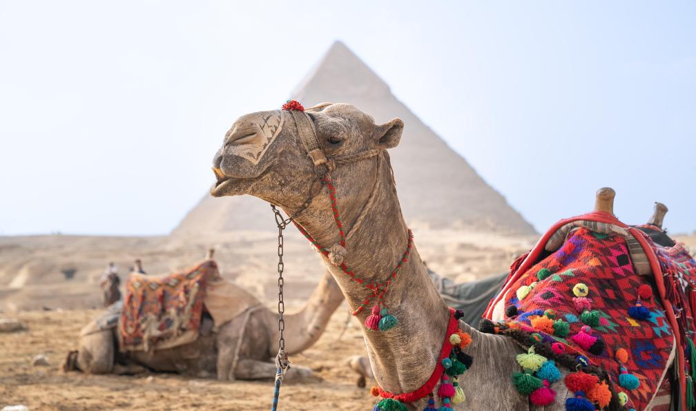Chloé - Crétois - Dromadaire devant pyramide de Kheops - Les secrets du Nil, du Caire à Louxor egypte-decouverte-felouque-et-pyramides