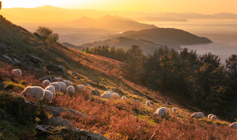 Argazkiak - Jorge - Adobe stock - Des moutons au sommet des montagnes de Jaizkibel au lever du soleil, Pays basque, France - Le meilleur du Pays Basque pyrenees-decouverte-pays-basque