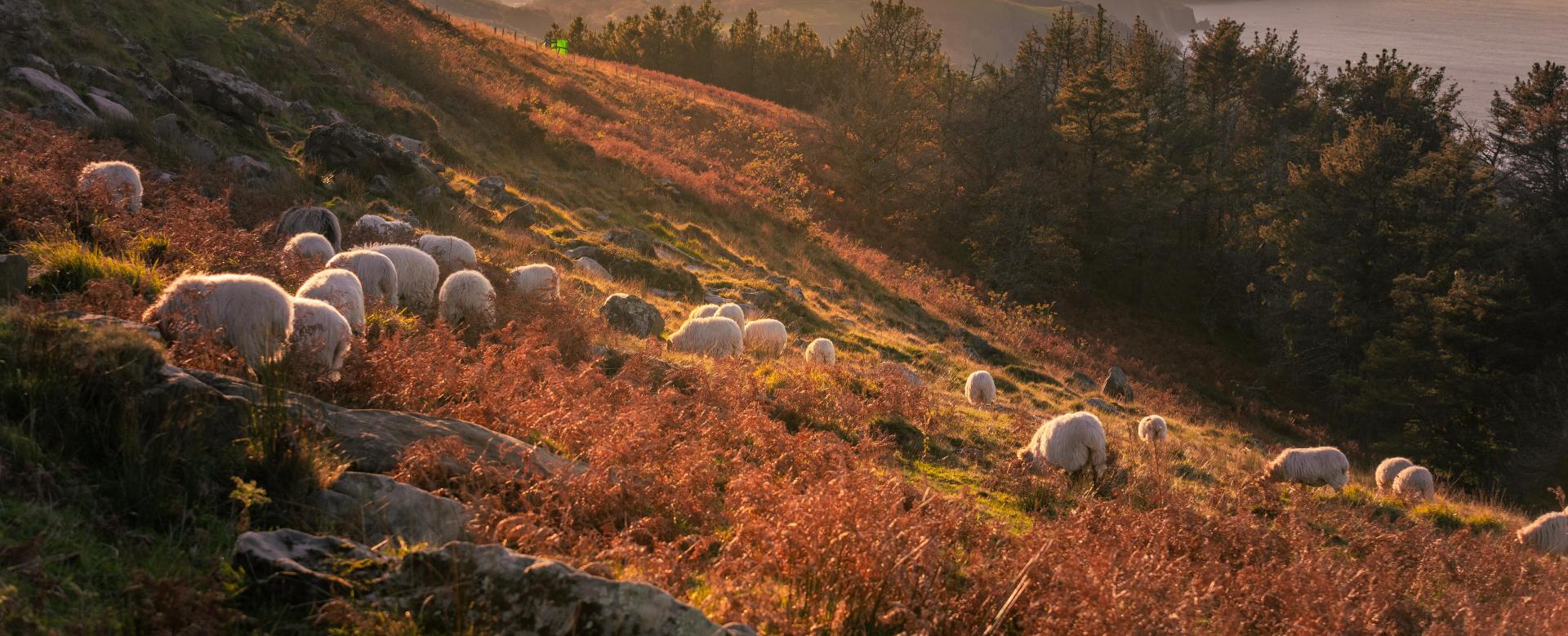 le-meilleur-du-pays-basque