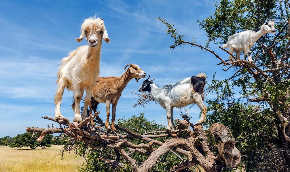 atlas-randonnee-maroc-en-famille