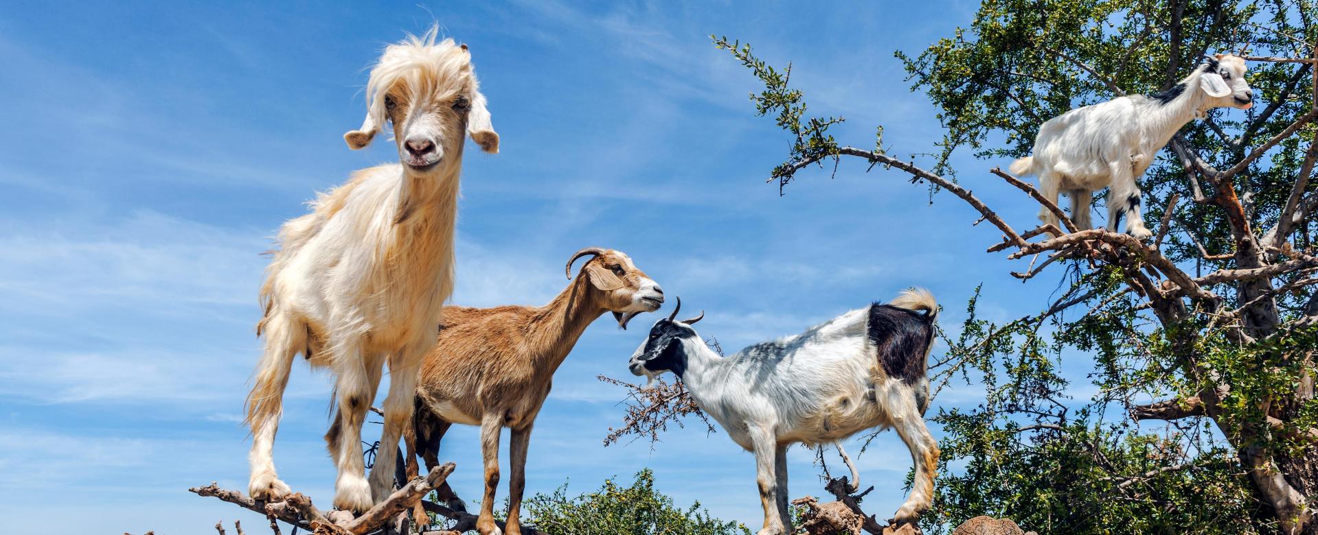 villages-berberes-et-ocean