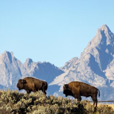 trekking yellowstone