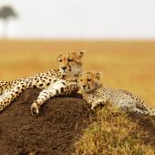 safari kenya