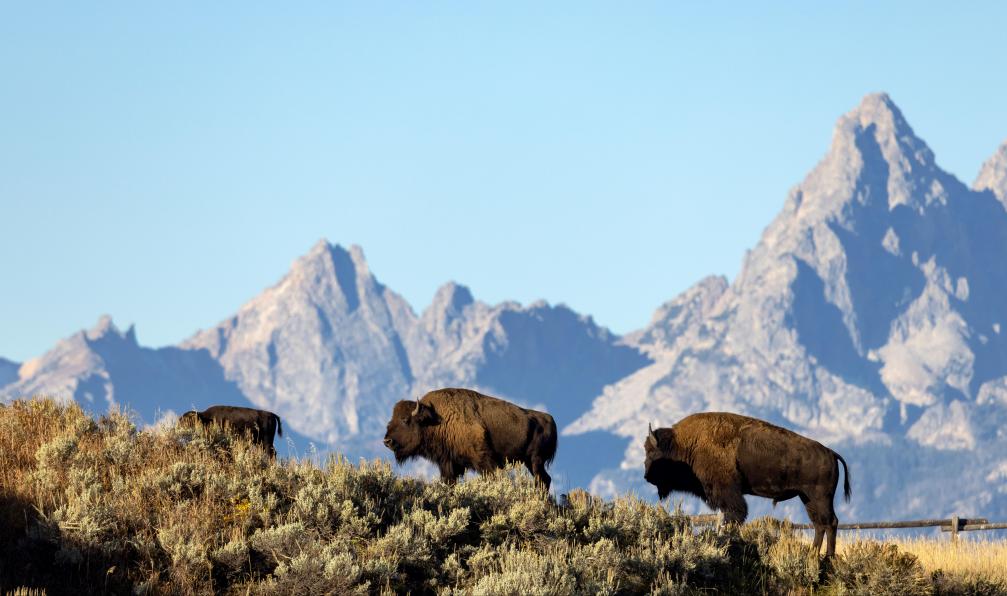 Adobe stock - Bisons dans le parc du Grand Téton, USA - De Yellowstone aux parcs de l'Ouest ouest-americain-trekking-yellowstone