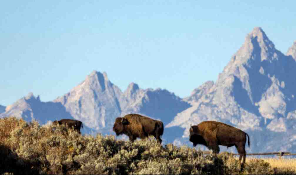 ouest-americain-trekking-yellowstone