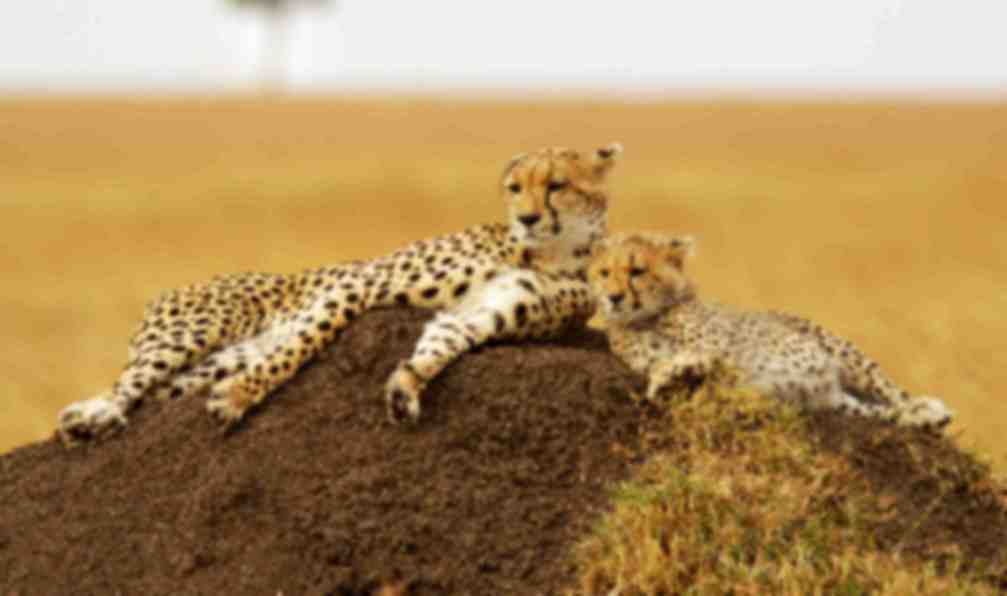 kenya-safari-kenya