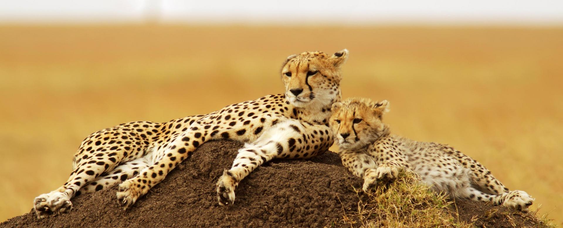 masai-mara-et-safaris-kenyans
