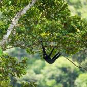© DOME PRATUMTONG - shutterstock - Gibbon se balançant d'arbre en arbre, Cambodge randonnee angkor siem reap kampot