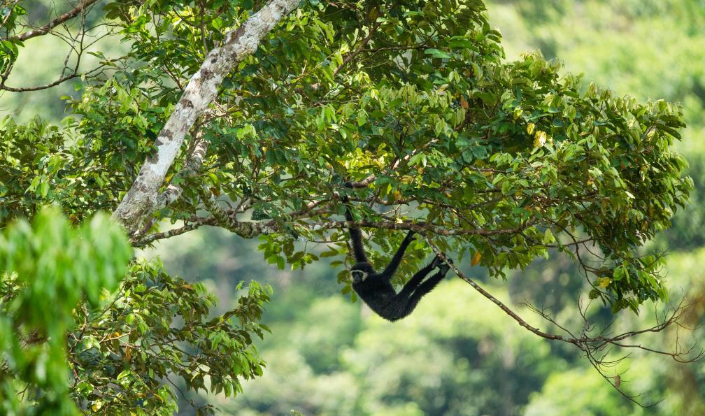 DOME PRATUMTONG - shutterstock - Gibbon se balançant d'arbre en arbre, Cambodge - Angkor, Kampot et Kirirom cambodge-randonnee-angkor-siem-reap-kampot