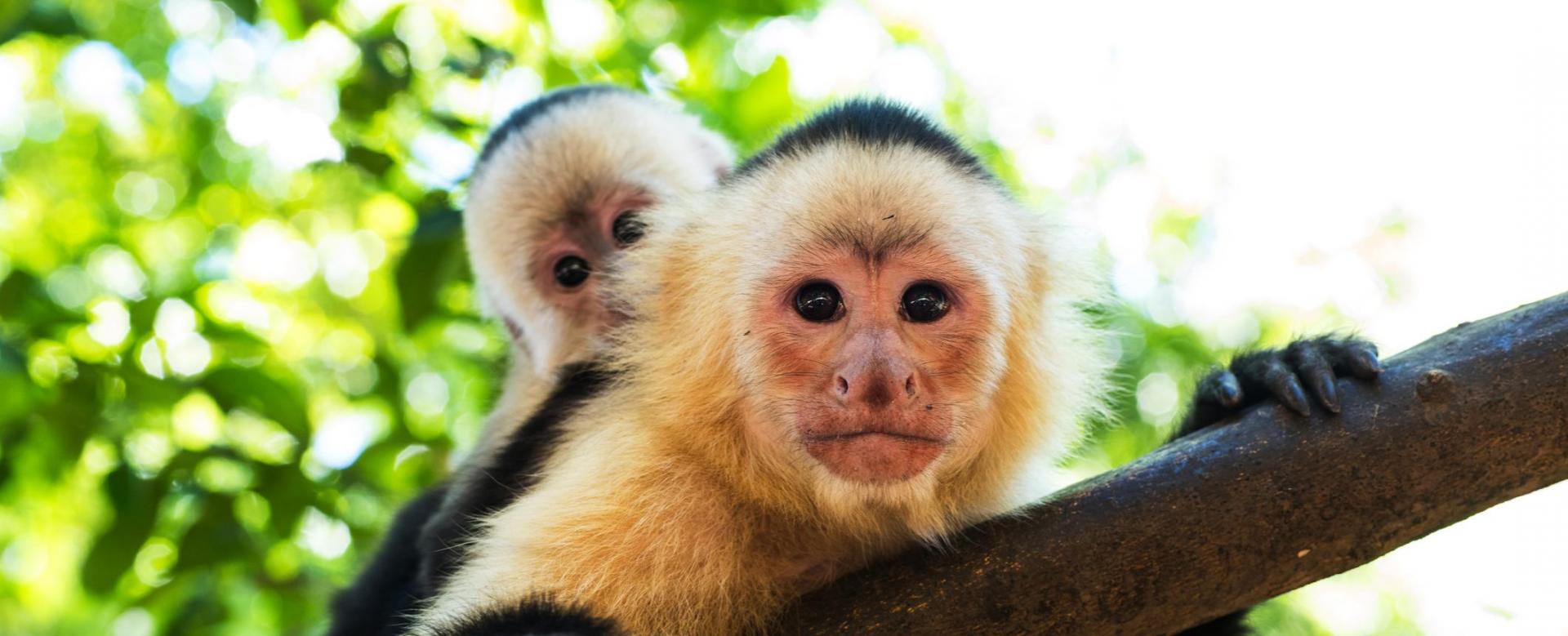 a-la-recherche-du-mono-titi