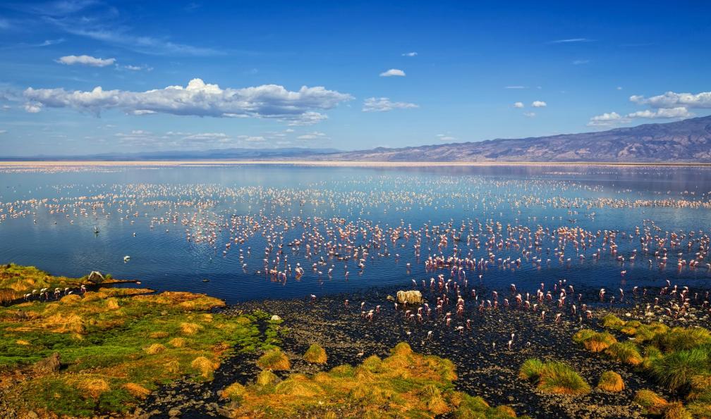 Istock - Lac Natron avec une colonie de Flamant rose;Tanzanie - Safaris mythiques et lac Natron tanzanie-parc-tanzanie