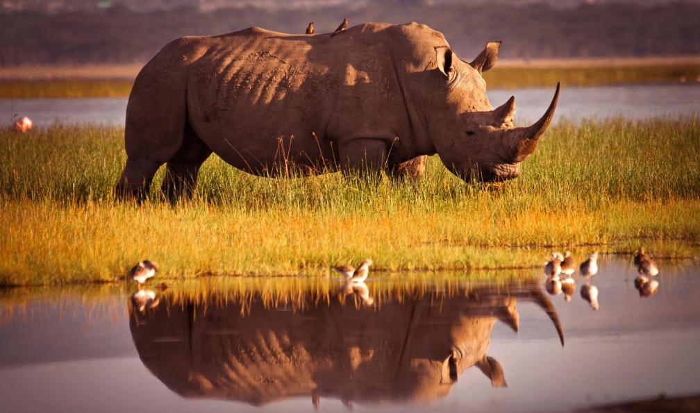safari en afrique du sud
