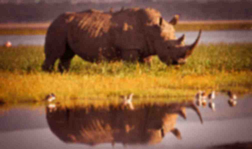 safari en afrique du sud