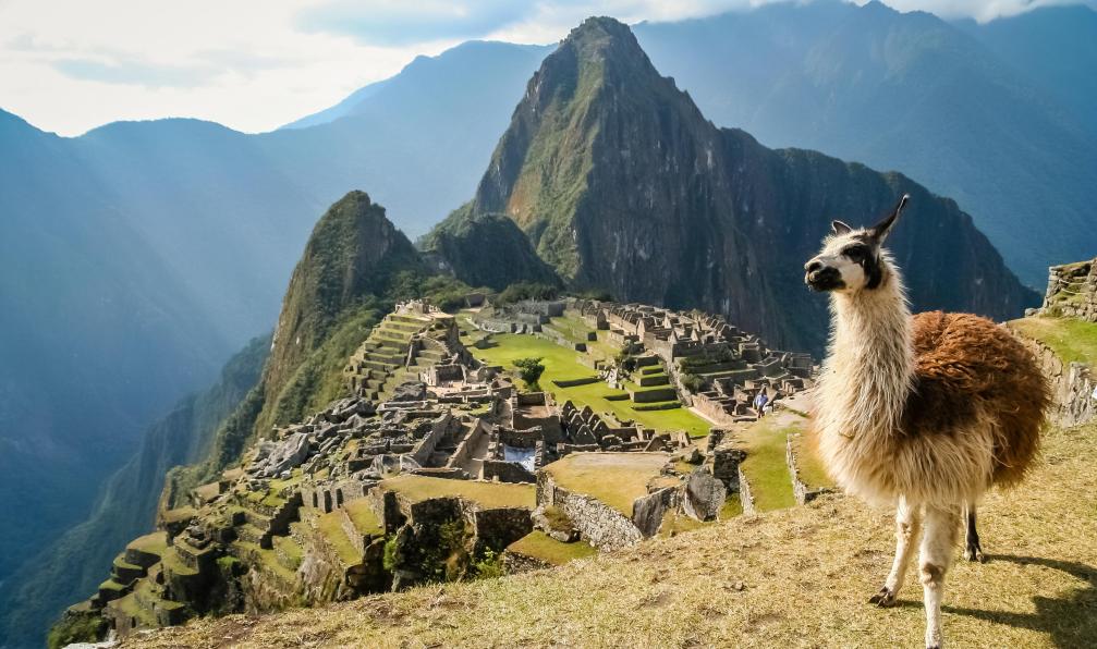 Pav-Pro Photography - stock.adobe.com - Lama sur le site archéologique du Machu Picchu, Pérou - Le chemin de l'Inca perou-trek-chemin-de-linca