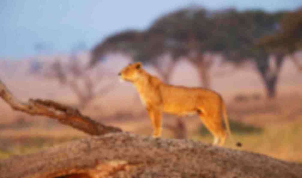 safari kenya tanzanie