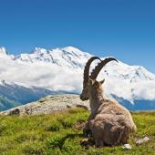 tour du mont blanc à pied