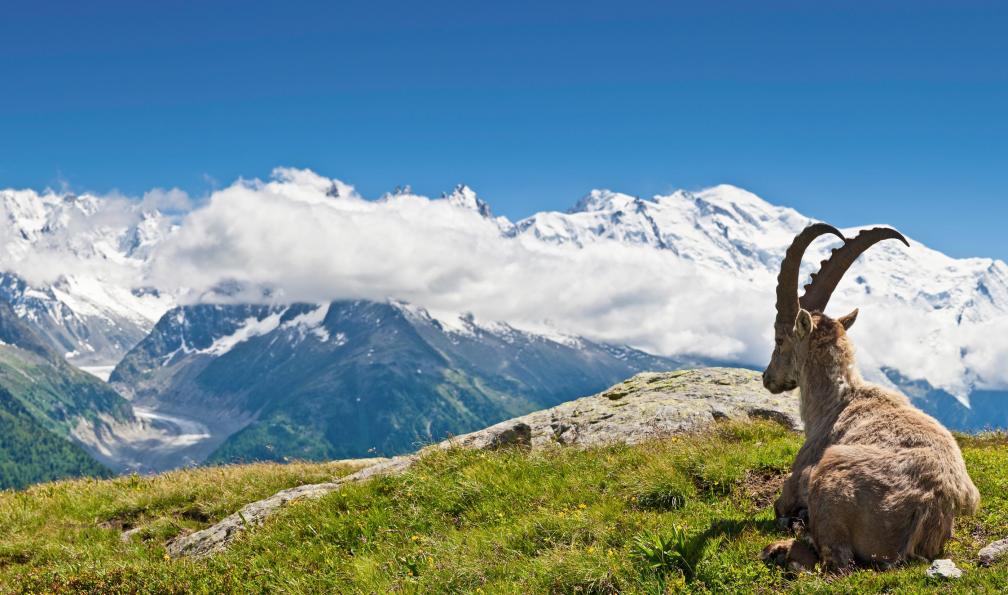 fotoVoyager - Istock - Bouquetin vue sur le Mont-Blanc vue panoramique sur les Alpes;France - Le tour du Mont-Blanc en 6 jours alpes-francaises-tour-du-mont-blanc-a-pied