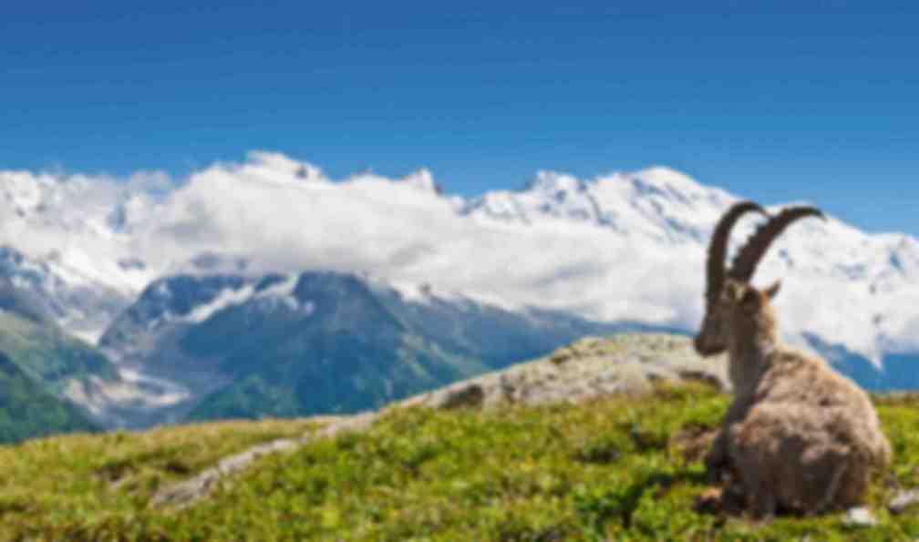alpes-francaises-tour-du-mont-blanc-a-pied
