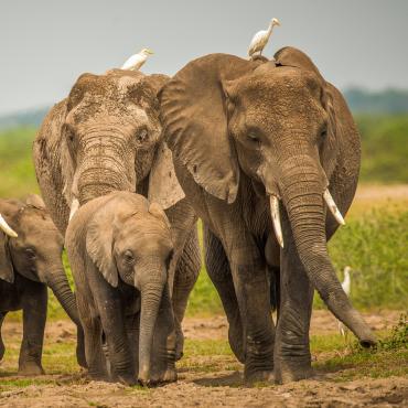 safari tanzanie sans vol