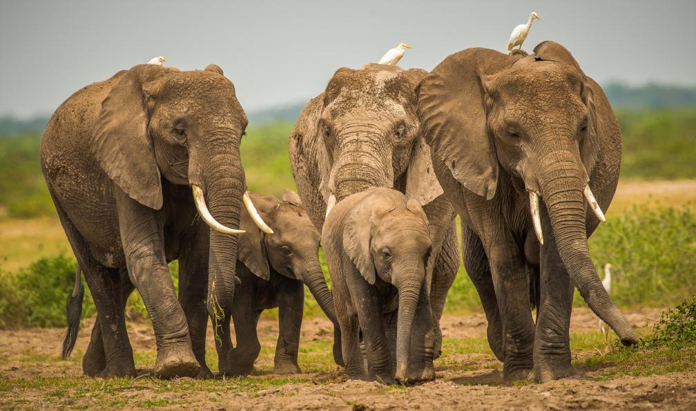 tanzanie-safari-tanzanie-sans-vol