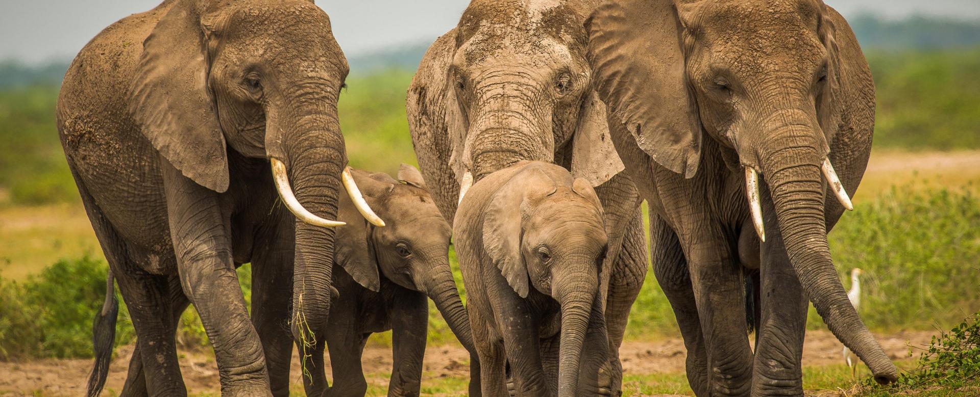 safari-dans-les-parcs-mythiques-de-tanzanie