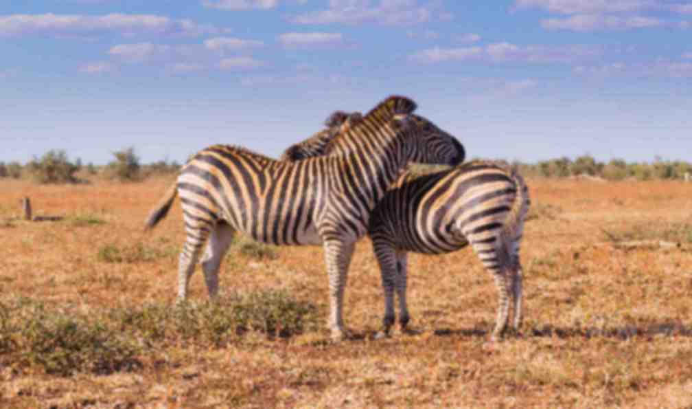 afrique-du-sud-decouverte-afrique-du-sud
