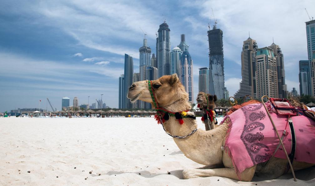 Cherkas - Hemis - Chamaux se reposer en dehors de la ville de dubaï;Emiras Arabes Unis - Voyages aux Emirats Arabes Unis Voyages aux Emirats Arabes Unis