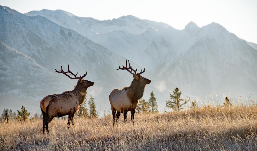 wwing - istock - Deux wapitis à Banff, Canada - Des Rocheuses à l'île de Vancouver ouest-canadien-canada-parcs-nationaux