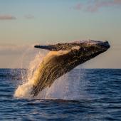 © Wongymark1 - shutterstock - Observation de baleine aux Açores les acores avec des enfants