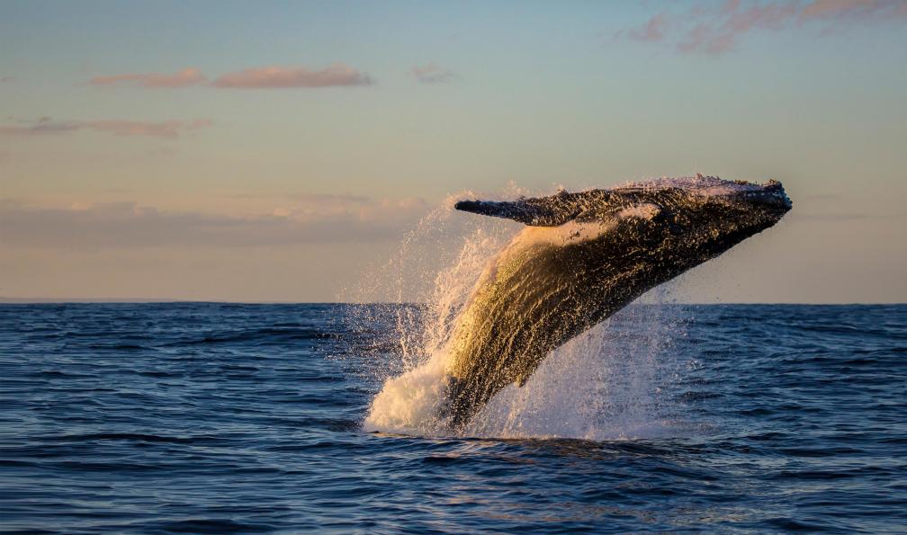 Wongymark1 - shutterstock - Observation de baleine aux Açores - Les secrets de l'Atlantide acores-les-acores-avec-des-enfants