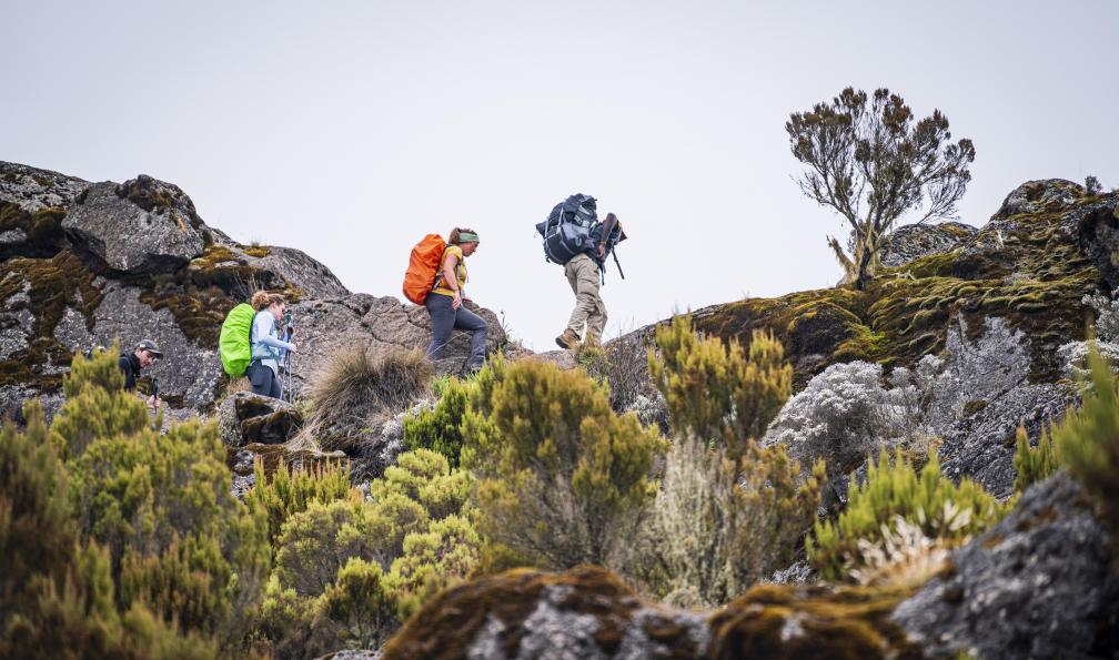 Chavi - Jocelyn - Randonneurs dans les bruyères arborescentes sur le chemin du Kilimandjaro accompagnés