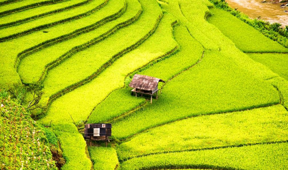martinhosmart - Istock - mais et culture de riz en terrasse;Philippines - Rizières, îles et sable blanc philippines-trek-luzon-mindoro-taal
