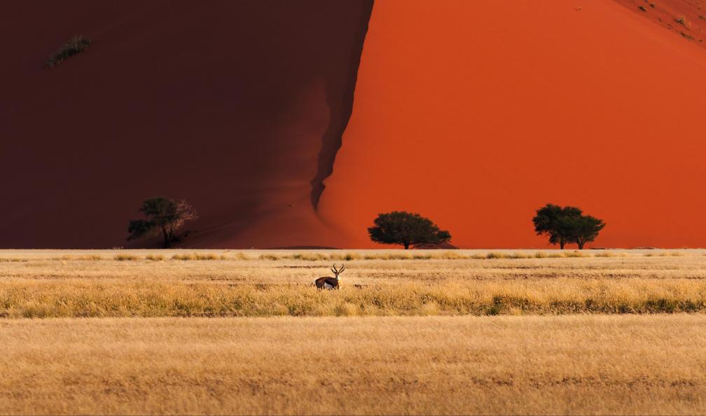 Tiago_Fernandez - Istock - Oryx se tenant devant une dune, Sossusvlei, Namibie. - Les essentiels de Namibie en lodge namibie-decouverte-namibie