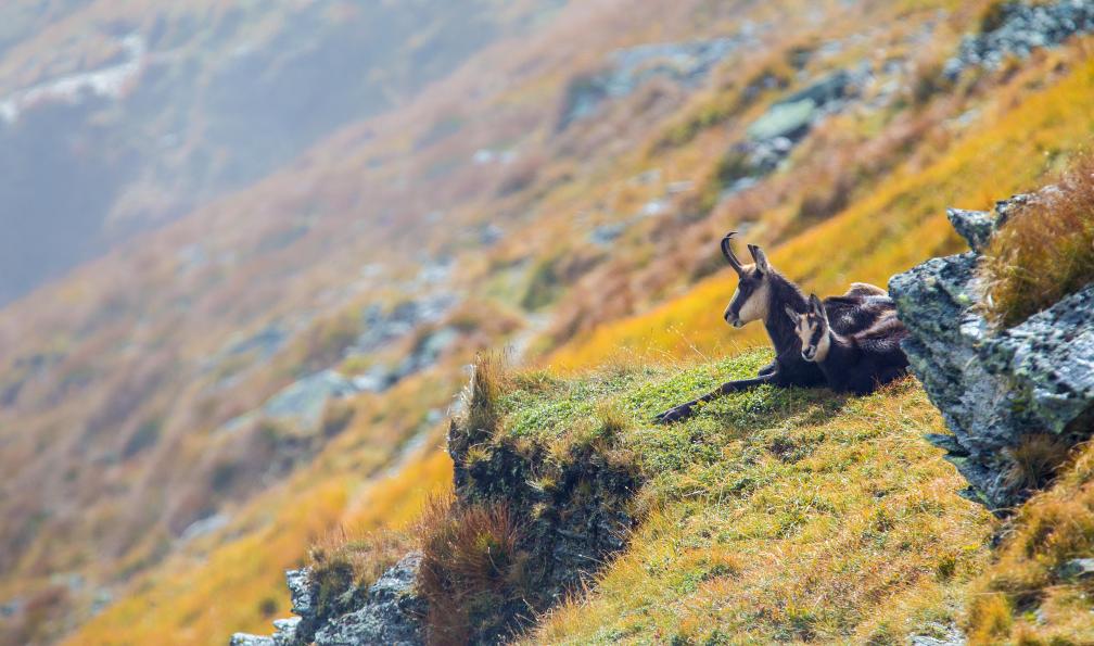 Losonsky - Adobe stock - Une maman et son petit, chamois au repos, Alpes, France - Mercantour, Merveilles en itinérance : 7 jours alpes-francaises-randonnee-vallee-des-merveilles