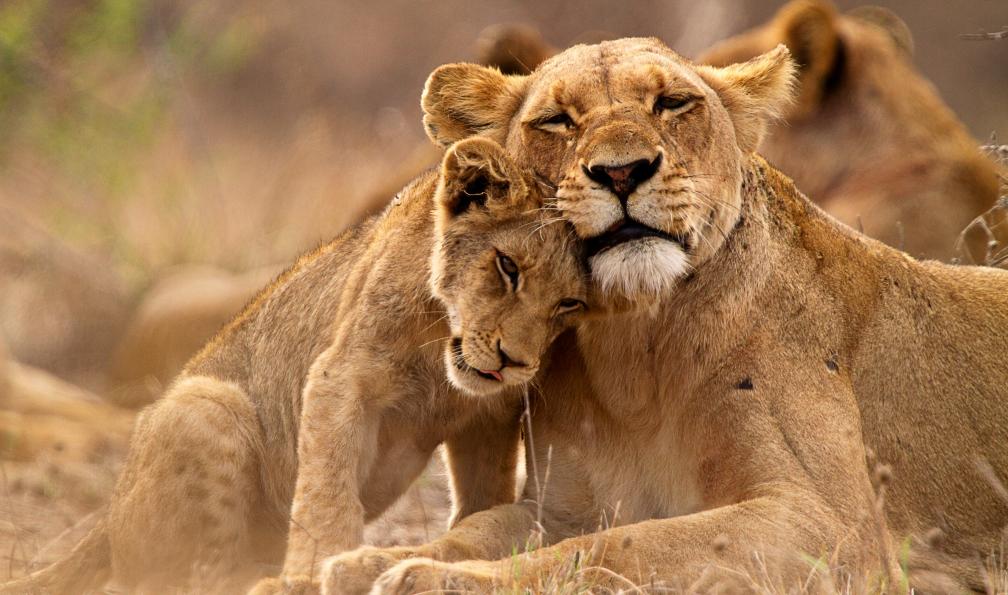 Thomas - Retterath - Shutterstock - Lionne faisant un câlin a son lionceau;Afrique du Sud - Incontournable Afrique du Sud afrique-du-sud-safari-a-pied
