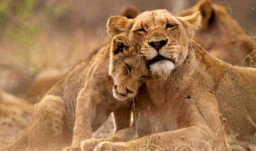 afrique-du-sud-safari-a-pied