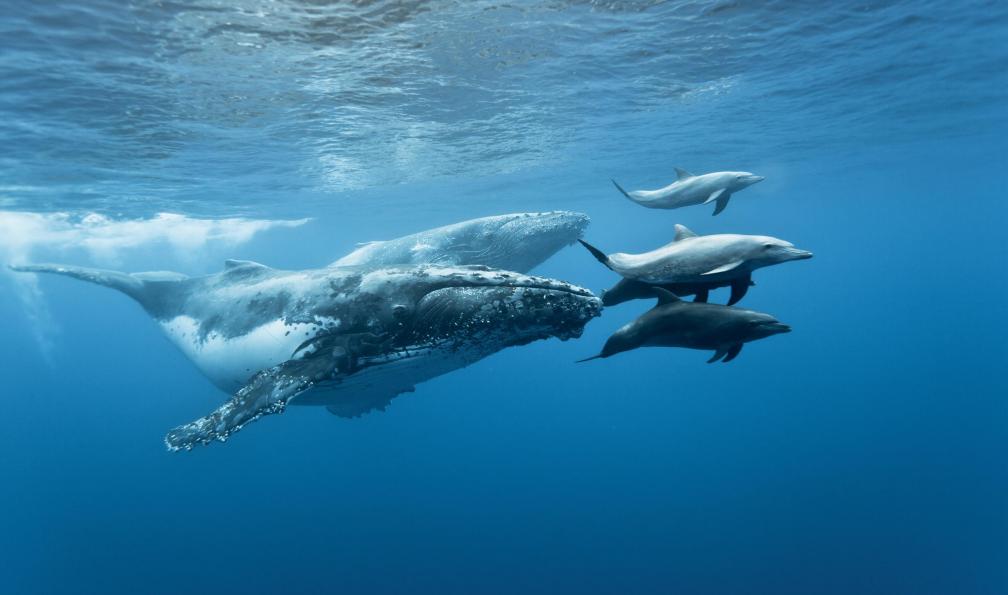 Cétacés : baleine à bosses, dauphins, océan Indien, La Réunion. - Madère, l'île fantastique madere-madere-avec-enfants