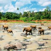 Sri lanka en famille