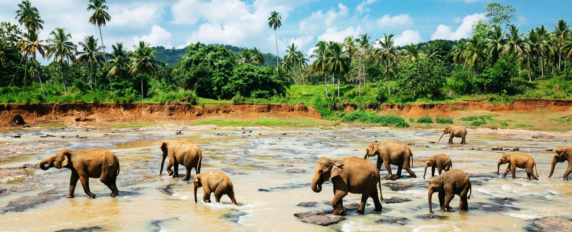 le-livre-de-la-jungle