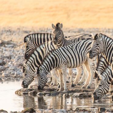 désert du kalahari