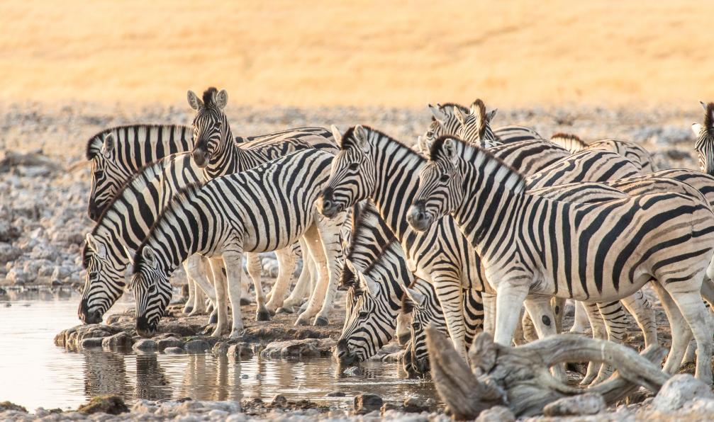 Michael - Adobe stock - Zèbres en train de boire dans le Parc National d'Etosha, Namibie, Afrique - Safaris et bivouac en terre australe namibie-desert-du-kalahari
