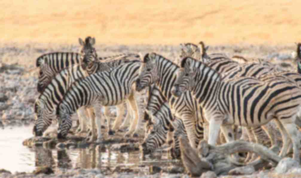 namibie-desert-du-kalahari