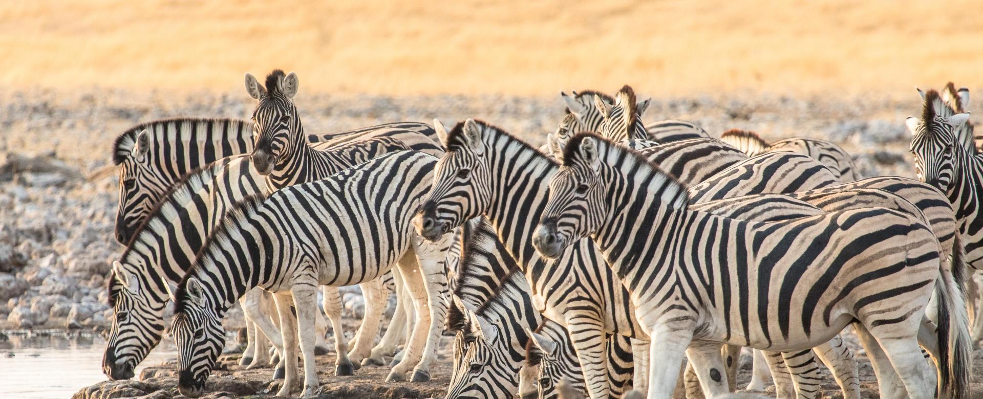 safaris-et-bivouac-en-terre-australe