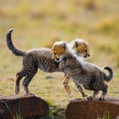 safari namibie famille